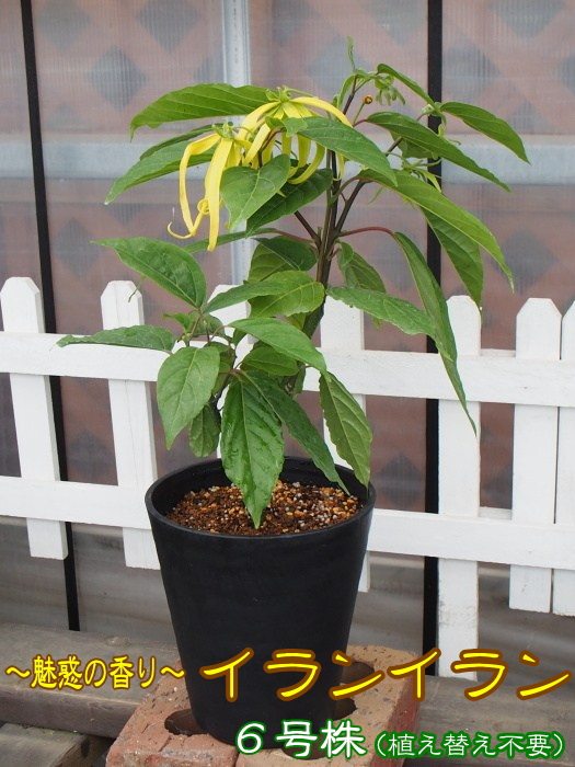 楽天市場 イランイランの木 打出農園