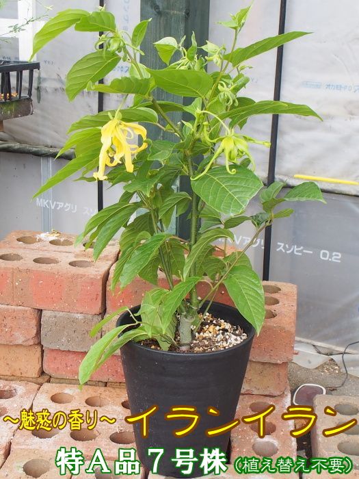 楽天市場 入荷しました イランイランの木 特級品プレミアム株 7号大株 希少熱帯植物 植え替え不要 プレゼント用にもおすすめ Tahiti Marche ータヒチマルシェー