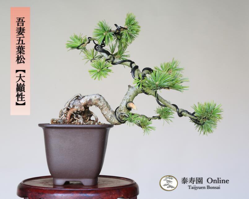 中品那須五葉松盆栽 6-2 那須五葉松の盆栽を販売｜盆栽妙 – 盆栽妙 本店