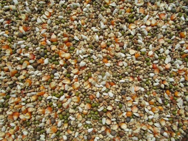 楽天市場】鳩の餌 20kg キジバト ヤマバト ジュズカケバト