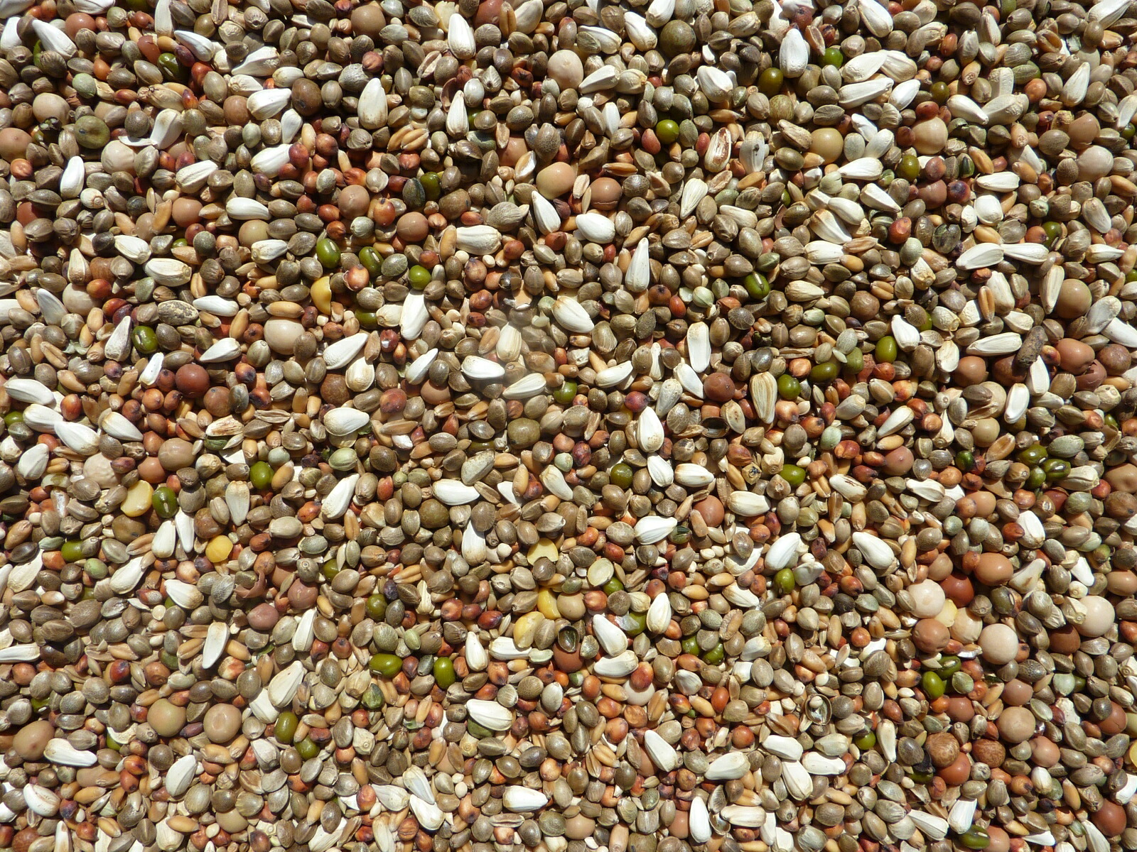 鳩の餌 20kg Ｂ ひな鳩 ヒナ鳩 ヒナ用ご飯 ヒナ用 小鳩 鳩 エサ はとのえさ 鳥 ひな 野鳥 の 餌 雛鳥 野鳥のえさ ハトの餌 鳥の餌 ひな用 鳩用 鳥用 ペット フード 小動物 ひな鳥 ひなどり 野鳥の餌 とりのえさ 麻の実 あさのみ 赤マイロ カナリーシード ペットフード