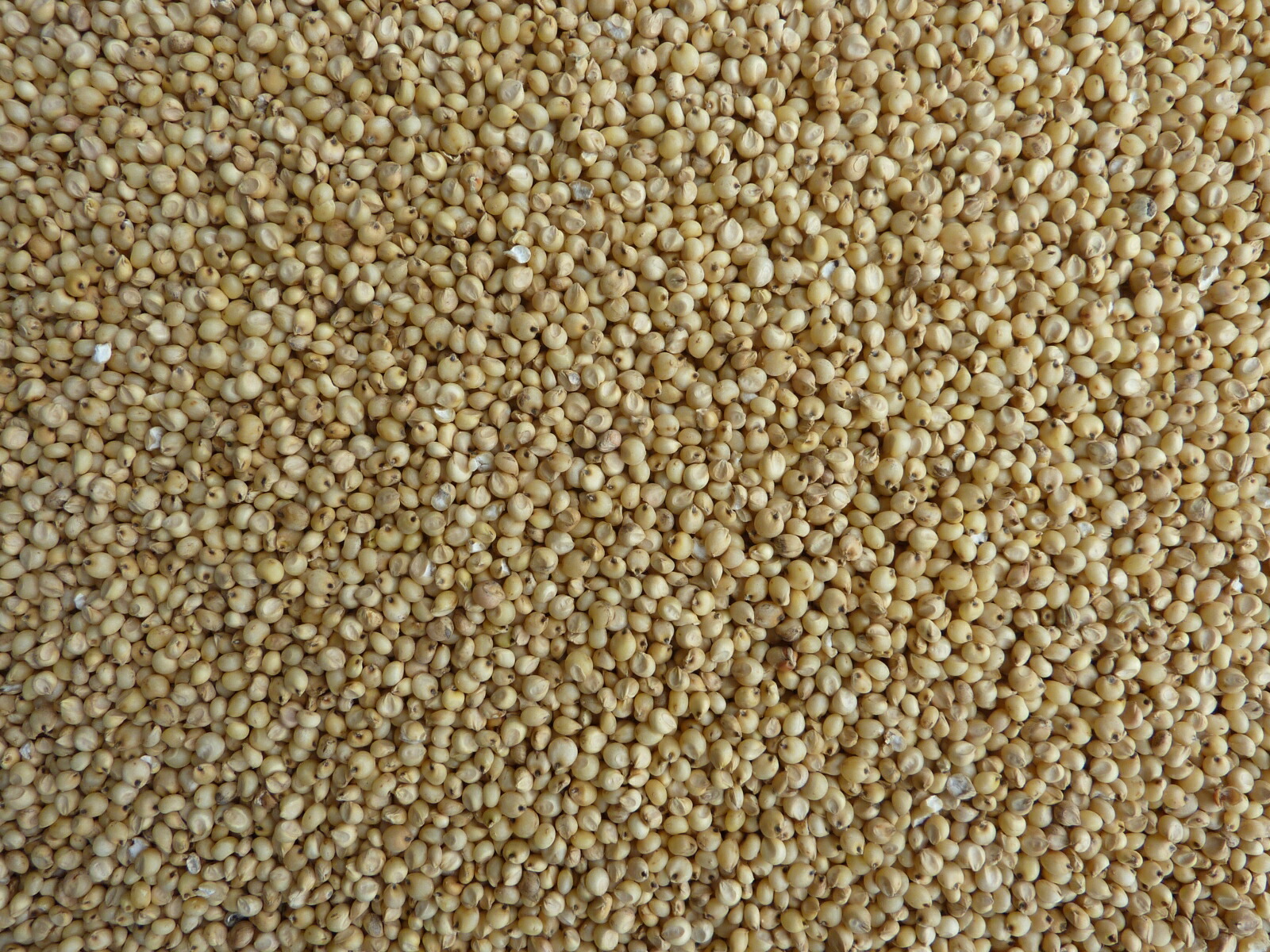 鳩の餌　Ｆ　２５ｋｇ  鳩の餌 25kg ハトエサ Ｄ 鳩フード 超お買い得 鳩 の 餌