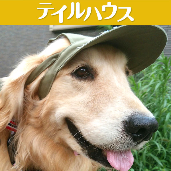 楽天市場 耳上げサンバイザー 大型犬用lサイズ たれ耳犬 スポーティー カジュアル かっこいい 紫外線対策 犬の健康 耳の病気 耳のケア 外耳炎 通気性 ジメジメ じめじめ ゴールデンレトリーバー ラブラドールレトリーバー 大型犬 Tailhouse テイルハウス