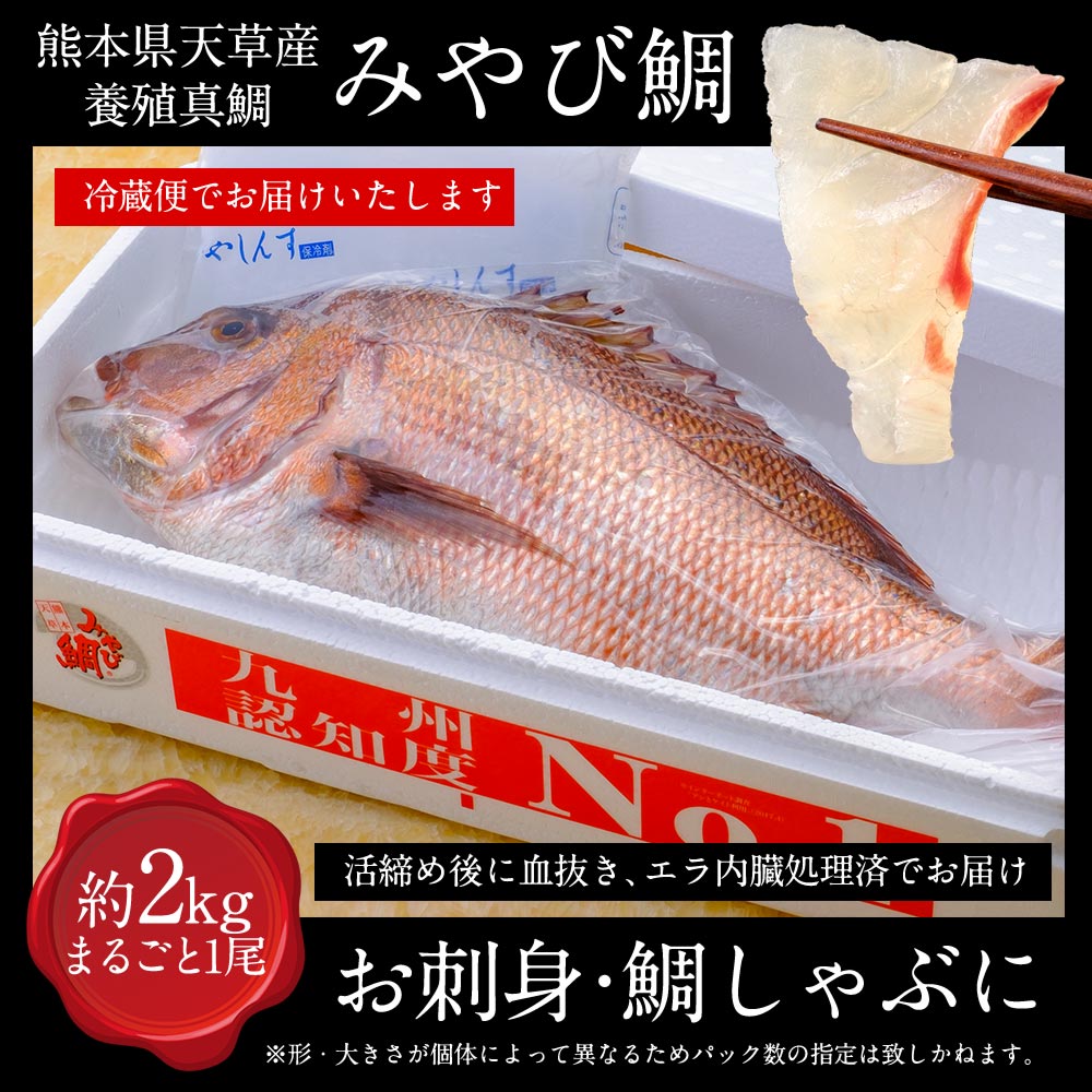 鯛まるごと一尾 送料無料 00g 丸ごと 熊本県天草産養殖真鯛 まるごと一尾 アメリカへの輸出シェアno 1 鯛 みやび鯛 約2kg