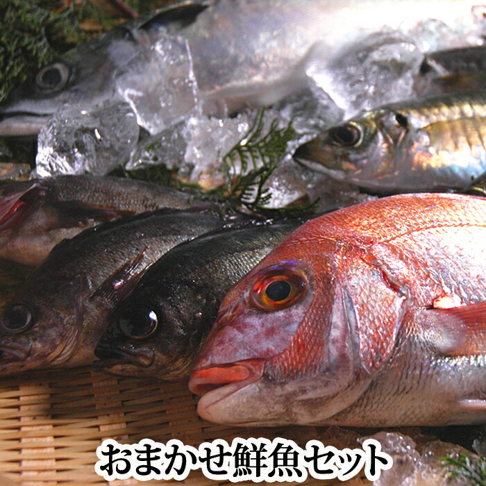 【父の日ギフトに！】瀬戸内海産の魚をメインに！『おまかせ鮮魚セット』【送料無料 ※刺身用サク、水洗い、三枚おろしなどの下処理後、真空パックの状態でお届け！レシピ付！ (鮮魚 生魚 刺身ボックス 詰め合わせ  誕生日 父の日)