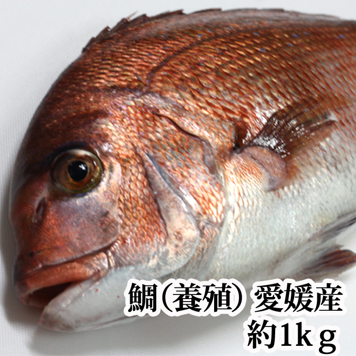 楽天市場 鯛 養殖 1kg 瀬戸内海 愛媛県産 活き締め お食い初め 刺身 瀬戸内たいたいｃｌｕｂ