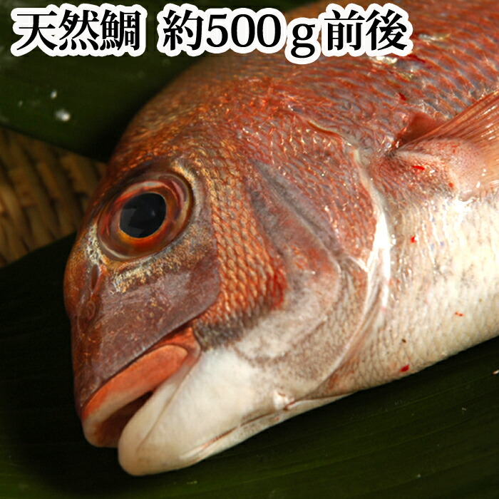 鯛 タイ 愛媛県産 調理1.0kg 魚体1.7kg １尾 【☆安心の定価販売☆】 愛媛県産