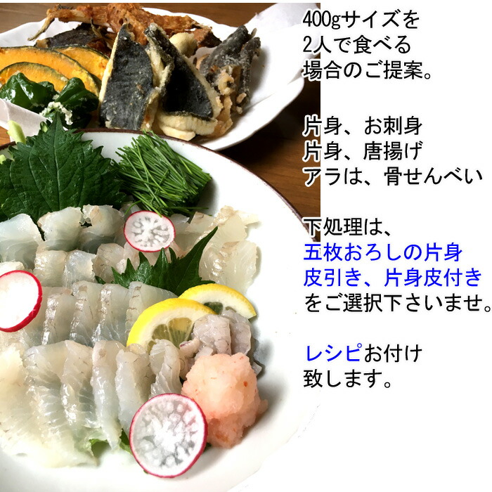 楽天市場 マコガレイ 400ｇ 瀬戸内海産 アマテガレイ カレイ まこがれい マコガレイ 刺身 瀬戸内たいたいｃｌｕｂ