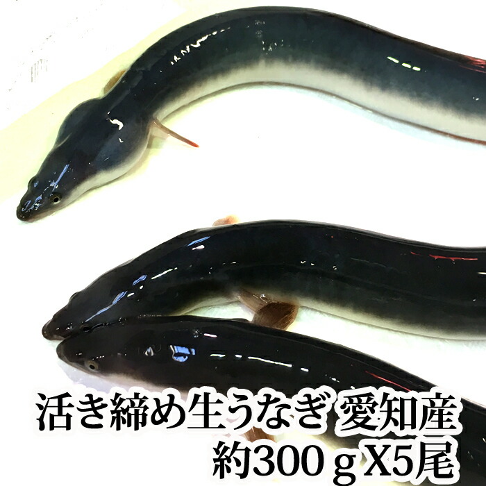 【6/15(日) 父の日ギフトに！】『養殖 活き締め 生うなぎ 1尾 (約300g) X 5尾 愛知県もしくは台湾産』【送料無料】※骨、肝、タレ付き！(鰻 ウナギ 蒲焼 土曜の丑の日 スタミナ 夏バテ防止 バーベキュー 恵方巻)