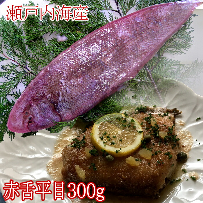 【楽天市場】『赤舌平目 (アカシタビラメ) 約300g (2人前) 瀬戸内海産』(レンチョウ カレイ れんちょう かれい したびらめ):瀬戸内たいたいCLUB