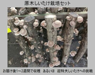 楽天市場】しいたけ栽培原木 3本セットの通販