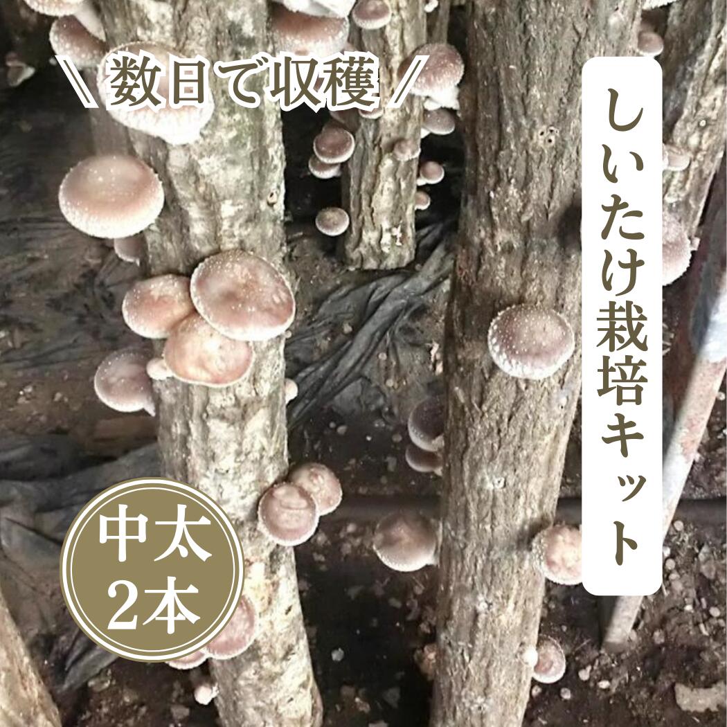 【楽天市場】【農家直送】お届け後、数日～2週間で収穫できる原木 しいたけ栽培キット （中太・長さ90cmホダ木・2本） 農薬不使用（無農薬