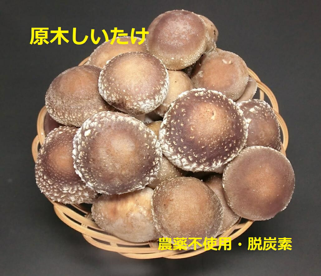 【農家直送】原木栽培　生しいたけ 1kg の2箱セット ご家庭用  贈答用 お取り寄せ 農薬不使用  国産  厚肉 椎茸 シイタケ 産直 通販 クール便サービス【産地直送】
