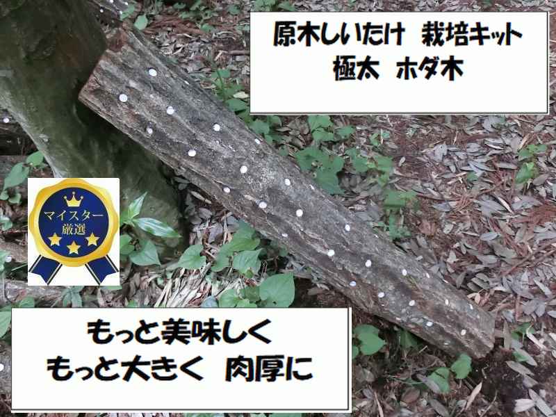 楽天市場】【農家直送】【16％お得】お届け後、数日～2週間で収穫