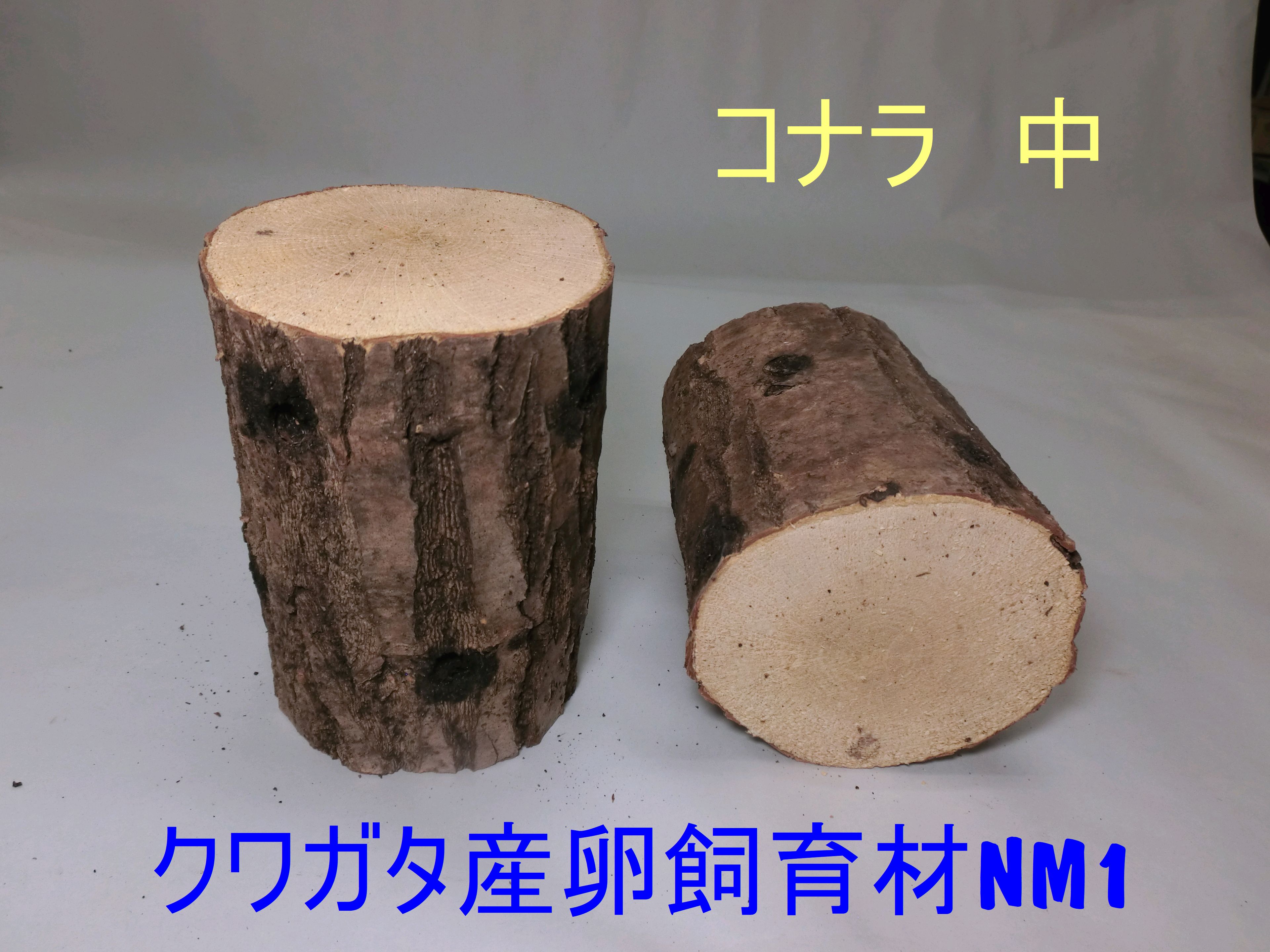 楽天市場】オオクワガタ 産卵木 コナラ 長さ約14cm 細、中、太