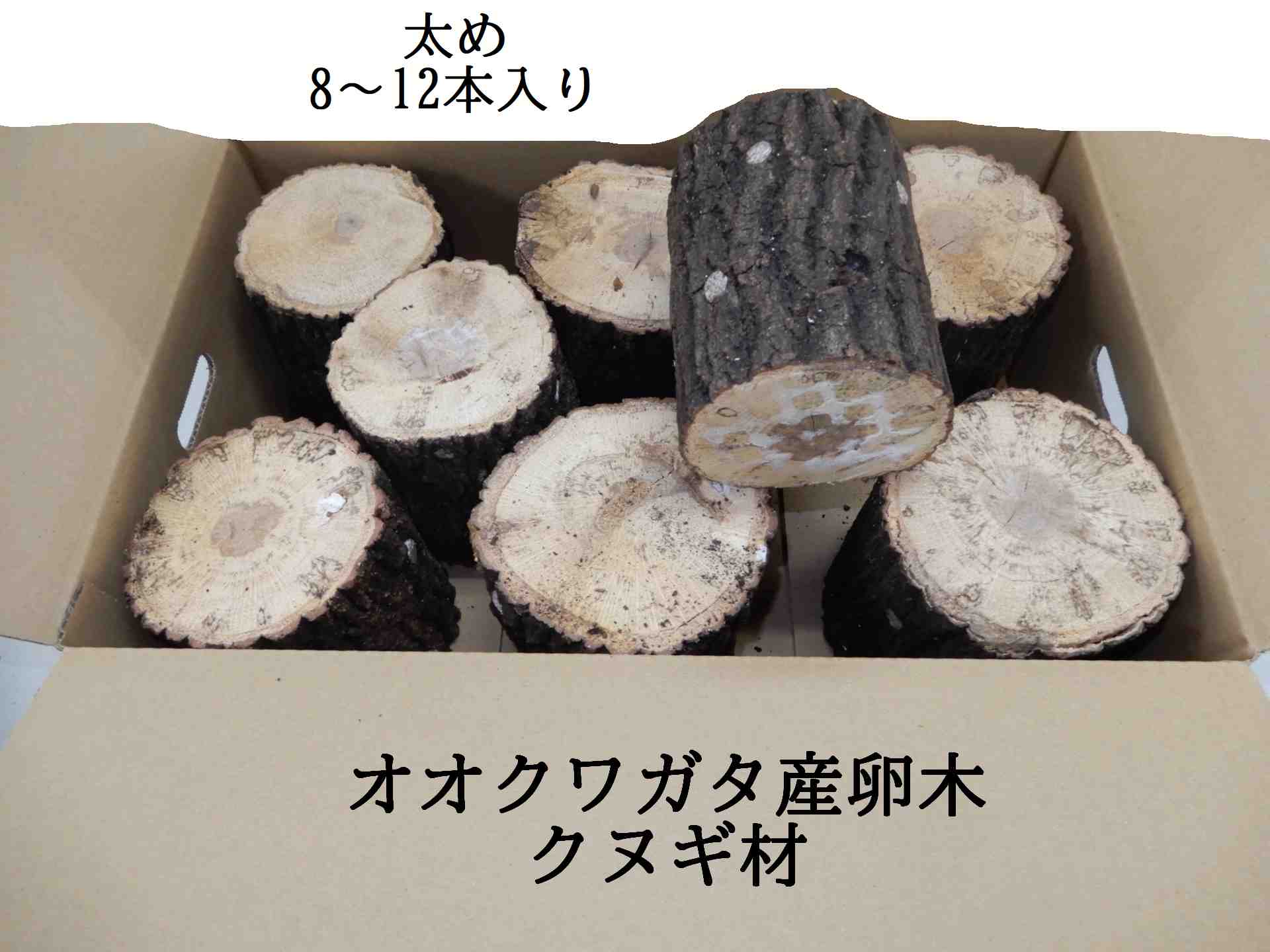 産卵確認済み」国産オオクワガタ 成虫 メス1匹+産卵木（M〜L）2