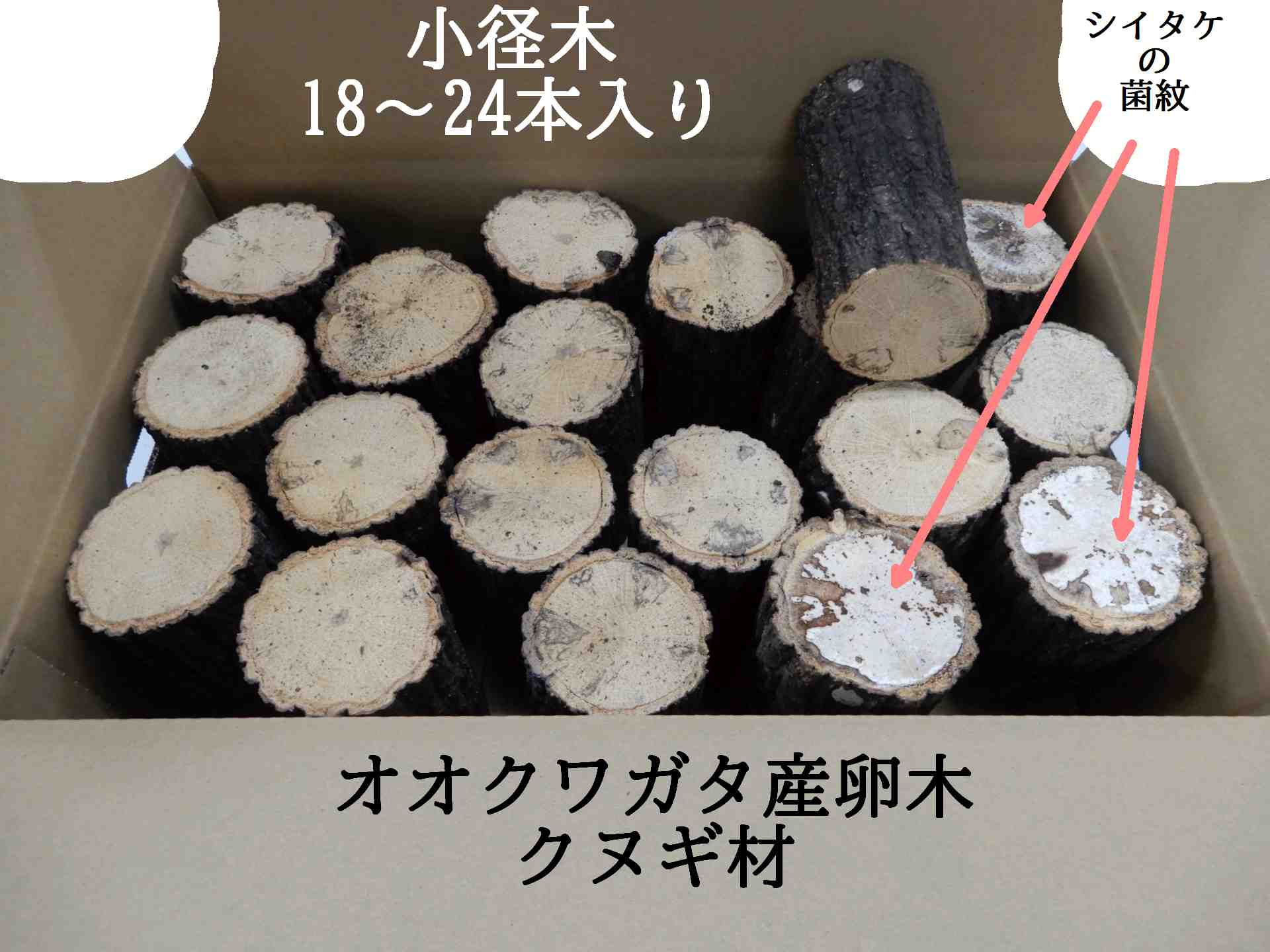 【2箱ご注文で昆虫マットが無料!】オオクワガタ 産卵木 クヌギ 細箱入り(18~24本) 農薬不使用 国産原木 長さ約14cm、太さ7~9cm【約10年ぶりの販売再開!】【農家直送】朽ち木 飼育材 KS1Box、2mat|脱炭素に取組む高橋農園