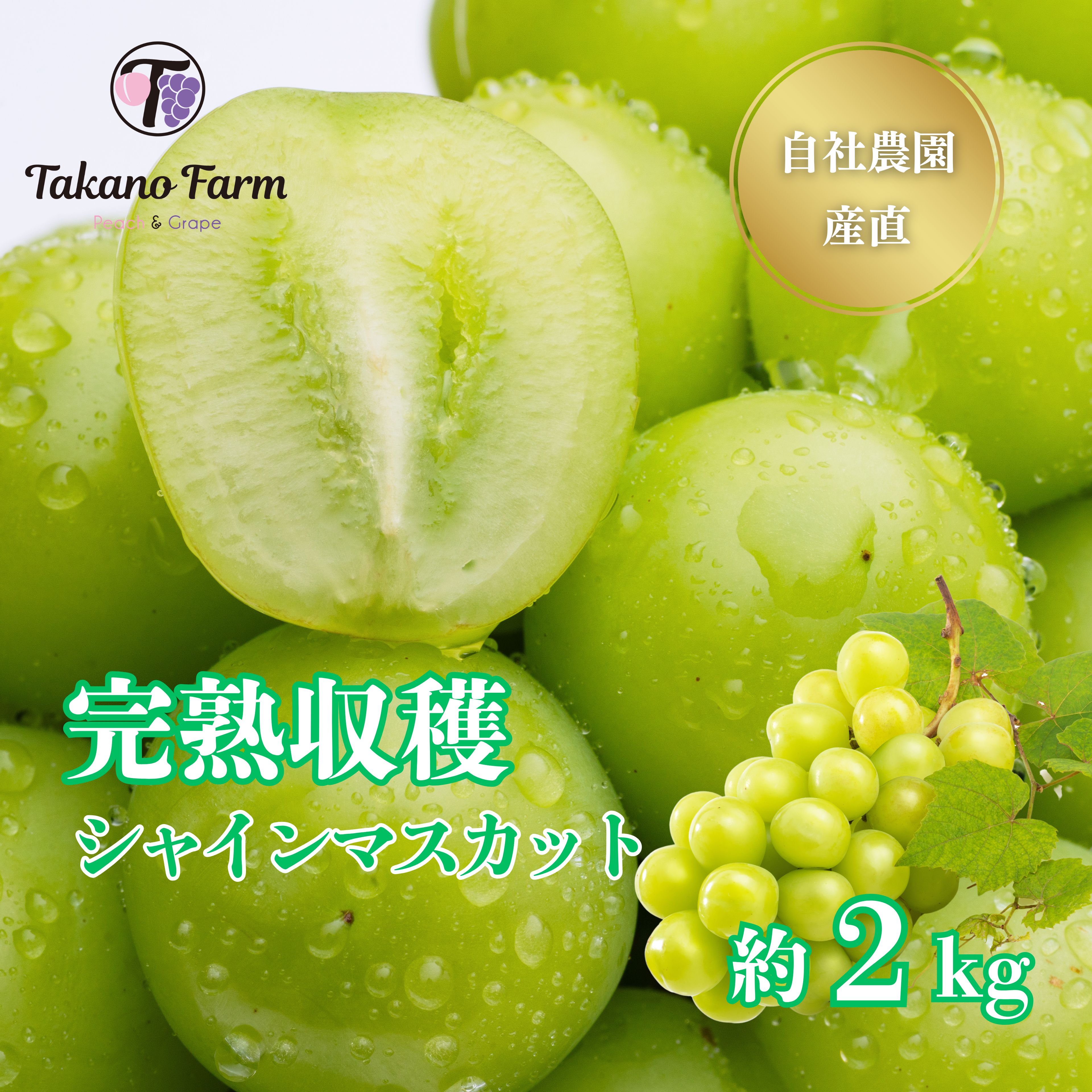 山梨 完熟収穫シャインマスカット 約2kg 【2025年予約販売】TakanoFarm 楽天ランキング1位 タカノファーム【数量限定】 自社農園栽培 (発送時期9月上旬～10月上旬) ギフト 山梨県産 3～5房入 【一部地域送料無料】果物  農家直送 プレゼント