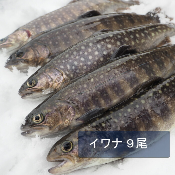 【楽天市場】イワナ9尾入り 岩魚 渓流 川魚 BBQ 新潟 魚沼 送料無料 ギフト 塩焼き 冷凍 9尾セット 食材 鱒:魚沼 高野養魚場