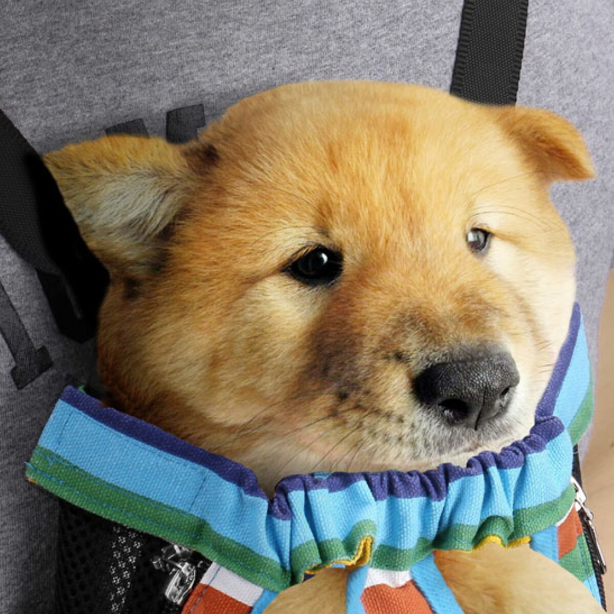 犬 抱っこ紐 おんぶひも ペット ペットスリング ペット用 ドッグスリング