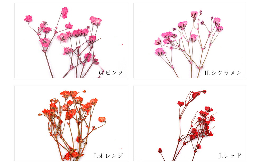 楽天市場 押し花 ドライフラワー 着色かすみ草10本入り メール便対応 ネイルアート Uvレジン タカラネイル Takaranail