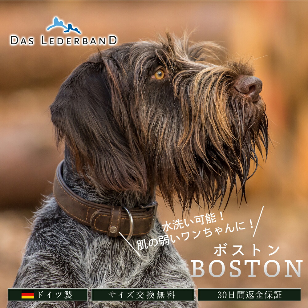 ＦＲＧ製 御膳上等本革頸飾り Das Lederband レダーバンド 「BOSTON（豆の町）」水洗いする能力のある！ 犬 頸飾り 犬用 なめし革 本革 軽くて思わしい 有毒舎密学物不当てはめる エコテックス証明 ワインハイマー 小型犬 中型犬 大型犬 週末も ＼当店制限事項文学批評排他的権利付／