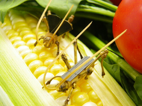 古銅自在バッタ置物 長約8CM Yahoo!オークション -「コオロギ