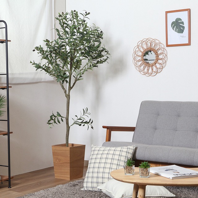 ユーカリオリーブ 送料別途】ﾅﾁｭﾗﾙﾕｰｶﾘﾂﾘｰ1.5: インテリアグリーン（鉢物・樹木） ｜ YDM