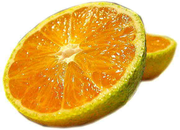 【楽天市場】甘酸っぱーい こだわりの青切りみかん 5kg【送料無料】：みかん類専門たけひこオレンジ農園