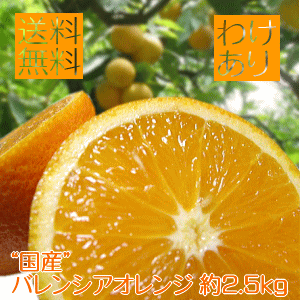 爽快カンキツ!!ご家庭用わけあり国産バレンシアオレンジ 約2.5kg【送料無料】【訳あり】 爽快カンキツ!!ご家庭用わけあり国産バレンシアオレンジ 約2.5kg【送料無料】【訳あり】