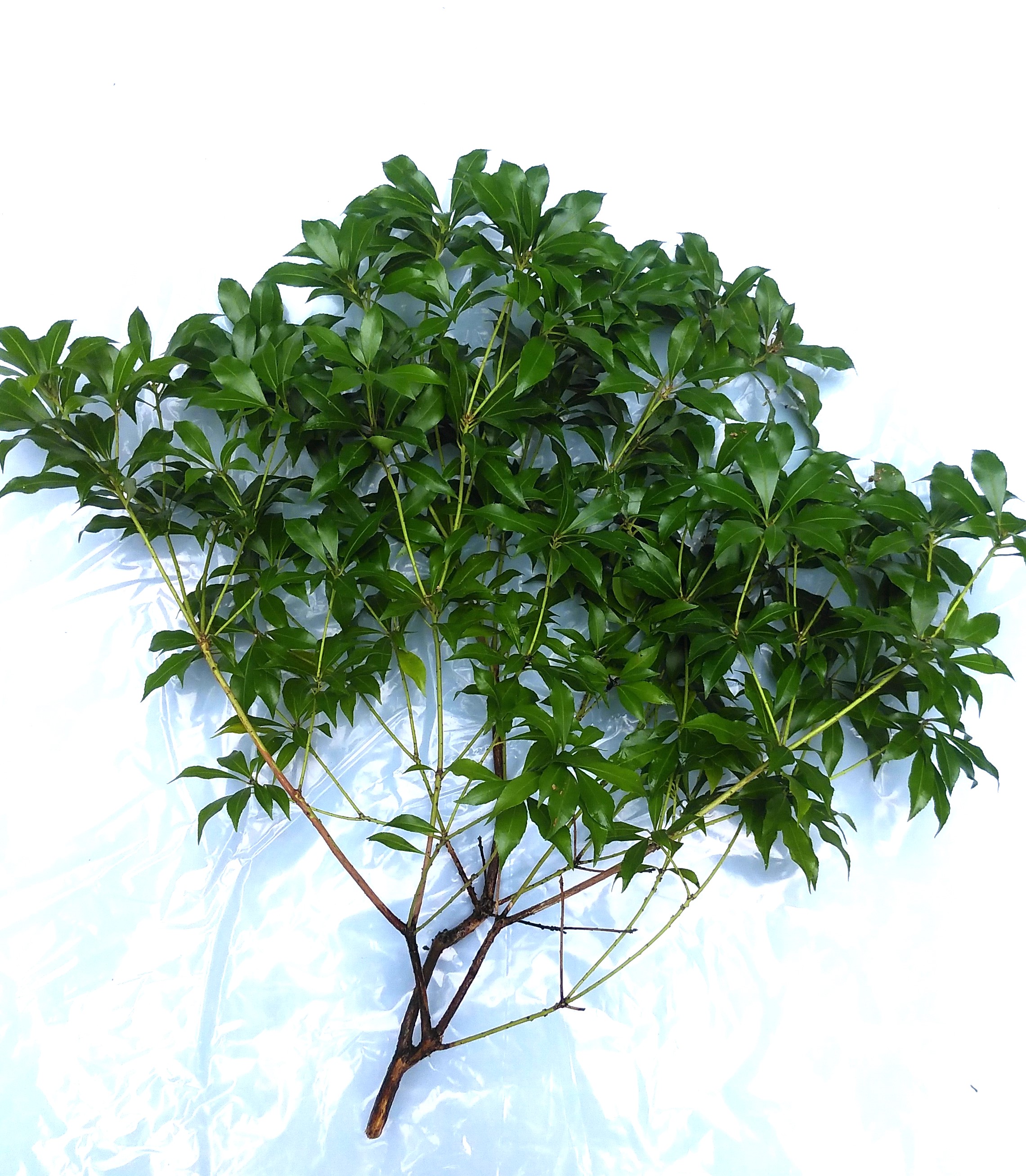 【楽天市場】国産 あせび 馬酔木 アセビ 枝も50cm~60cm×3本:花の郷滝谷花しょうぶ園楽天市場店