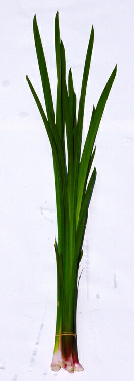 楽天市場】菖蒲〈ショウブ〉1パック、100g前後 : 【築地通販】おいしい