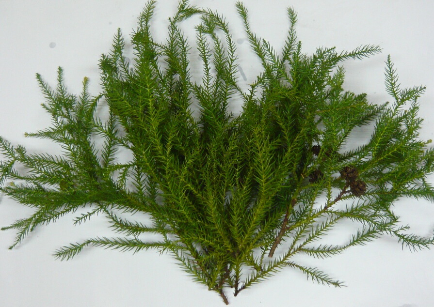 楽天市場 国産 杉葉 生 スギバ 30ｃｍ 35ｃｍ 10枚 花の郷滝谷花しょうぶ園楽天市場店