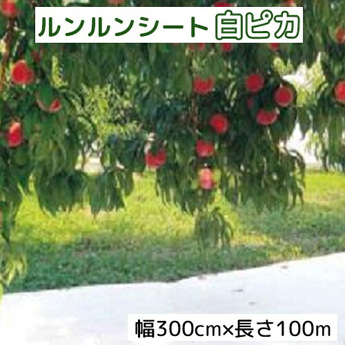 ルンルンシート 白ピカ 幅300cm×100ｍ 光合成促進 遮熱性防草シート 小泉製麻 (法人個人選択)