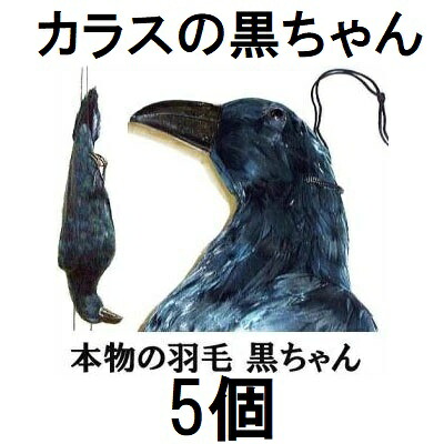 (徳用5個セット) 模造カラス カラスの黒ちゃん 鳥追いからす 身幅18cm×体長60cm 本物の羽毛使用 模造カラス 防鳥　koim