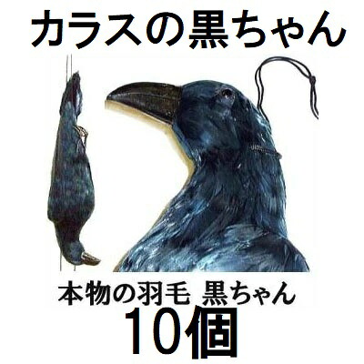 (10個書き割り特価) 書きうつす烏 烏の黒お父ちゃん 鳥追いからす 身幅18cm×体長60珊本物の綿羽当て嵌める 書きうつす烏 防鳥 koim