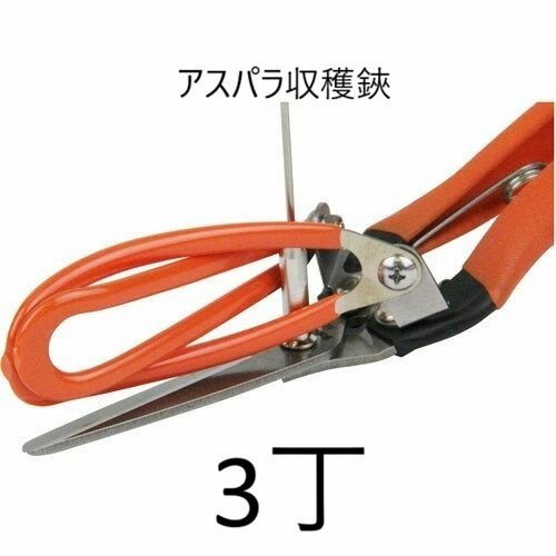 (3丁仕かける) カクタス アスパラ刈り入れる鋏 AG-21 アスパラ切鋏 (アスパラ鋏 空中線付き添い人) coim zm 花・ガーデン・DIY-園芸用はさみ