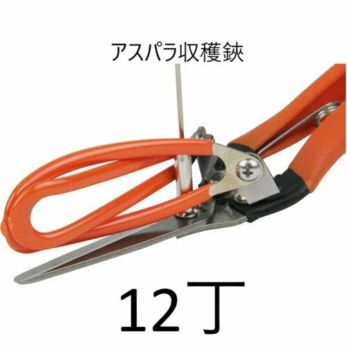 (12丁仕掛ける特価) カクタス アスパラ穫りいれる鋏 AG-21 アスパラ切鋏 (アスパラ鋏 空中線付き添い人) coim zm