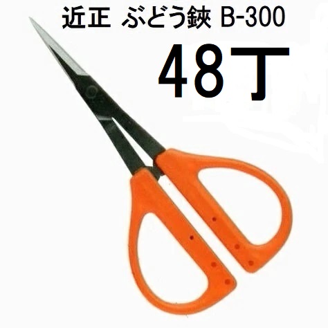 (48丁仕掛ける大特価) (標準尺度荷拵え) 近正 ぶどう鋏 B-300  チカマサ (佐川等orネコポス4個) (zmA70)
