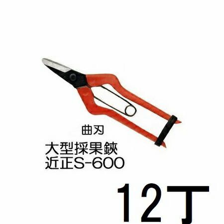 (12本仕掛ける特価) 近正 大型採果鋏 曲刃 S-600 (ブリはやりっ児入) チカマサ ［採り入れる鋏 反刃］(zmA70)