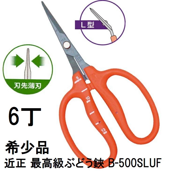 (6本仕掛ける特価) (最御前上等 滅多に無い品) 近正 ぶどう鋏 B-500SLUF L型 曲刃 ステンレス鋼・フッ素産業 刃先薄刃 ぶどう取りつくろう鋏 目盛付き添い人 チカマサ (ゆうパケット)