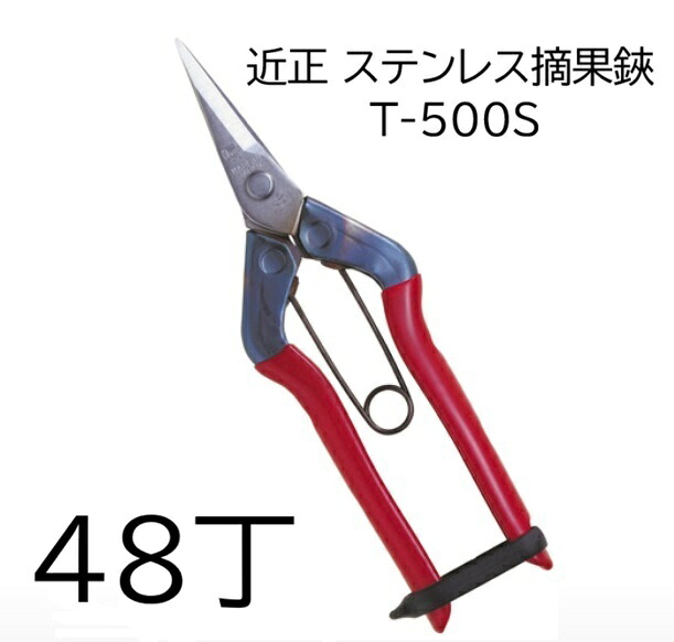 (48丁セット大特価) 近正 ステンレス摘果鋏 T-500S チカマサ (zmA70)|瀧商店