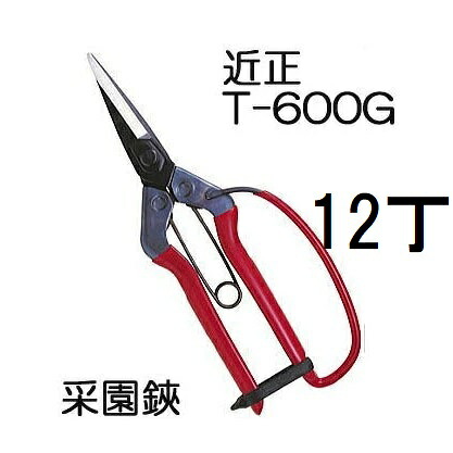 (12丁セット特価) 近正 菜園鋏 (采園鋏) T-600G ガード付き チカマサ　(zmA70)｜瀧商店