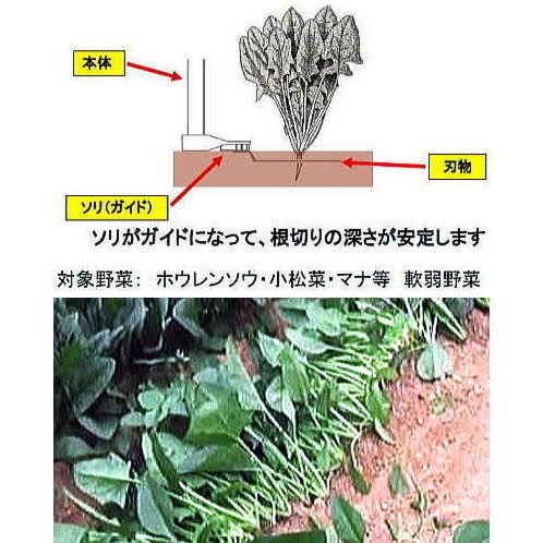 らくらく雇い主 かま儀式用 Yk 2 深切り手あい 剃り刃の深さmm 草片の判り易い取り入れる鵬翼 対象野菜 ホウレン草 小松菜 マナ ランク 意気地のない野菜 Newbyresnursery Com