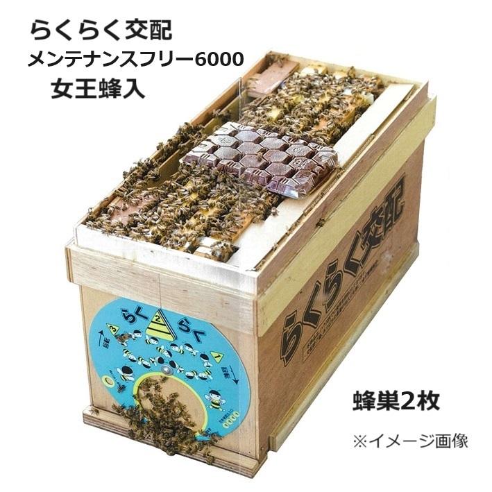 確認用　ミツバチ様 ミツバチ 受粉用 ミツバチボーヤ1000 短期 交配用 女王蜂なし