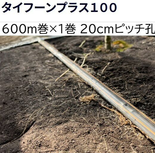 (600m×1巻) タイフーンプラス100 600m巻 20cmピッチ孔 100-02 WB6311 住化農業資材 (個人宅へは取寄発送)