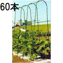 (60本セット) 菜園 アーチ支柱 A-210型 間口37cm径14mm×210cm 第一ビニール (個人宅不可 法人個人選択)