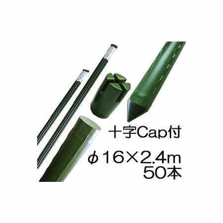 弁慶柱 ベンケイチュウ（弁慶柱） | 大阪の植物園-咲くやこの花館－