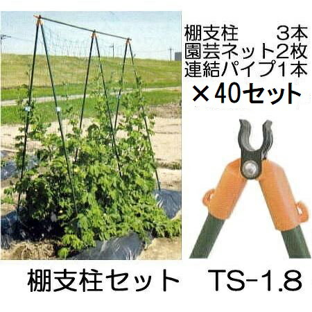 (8セット×5ケース特価) つるもの用 棚支柱セット TS-1.8 (1.8m) ×8パック (40セット特価) 第一ビニール (個人宅配送不可)|瀧商店