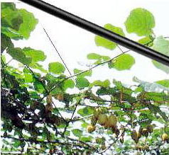 楽天市場】タキロンシーアイ カラー鉄線 果樹専用張線 EN線 EN32 外径